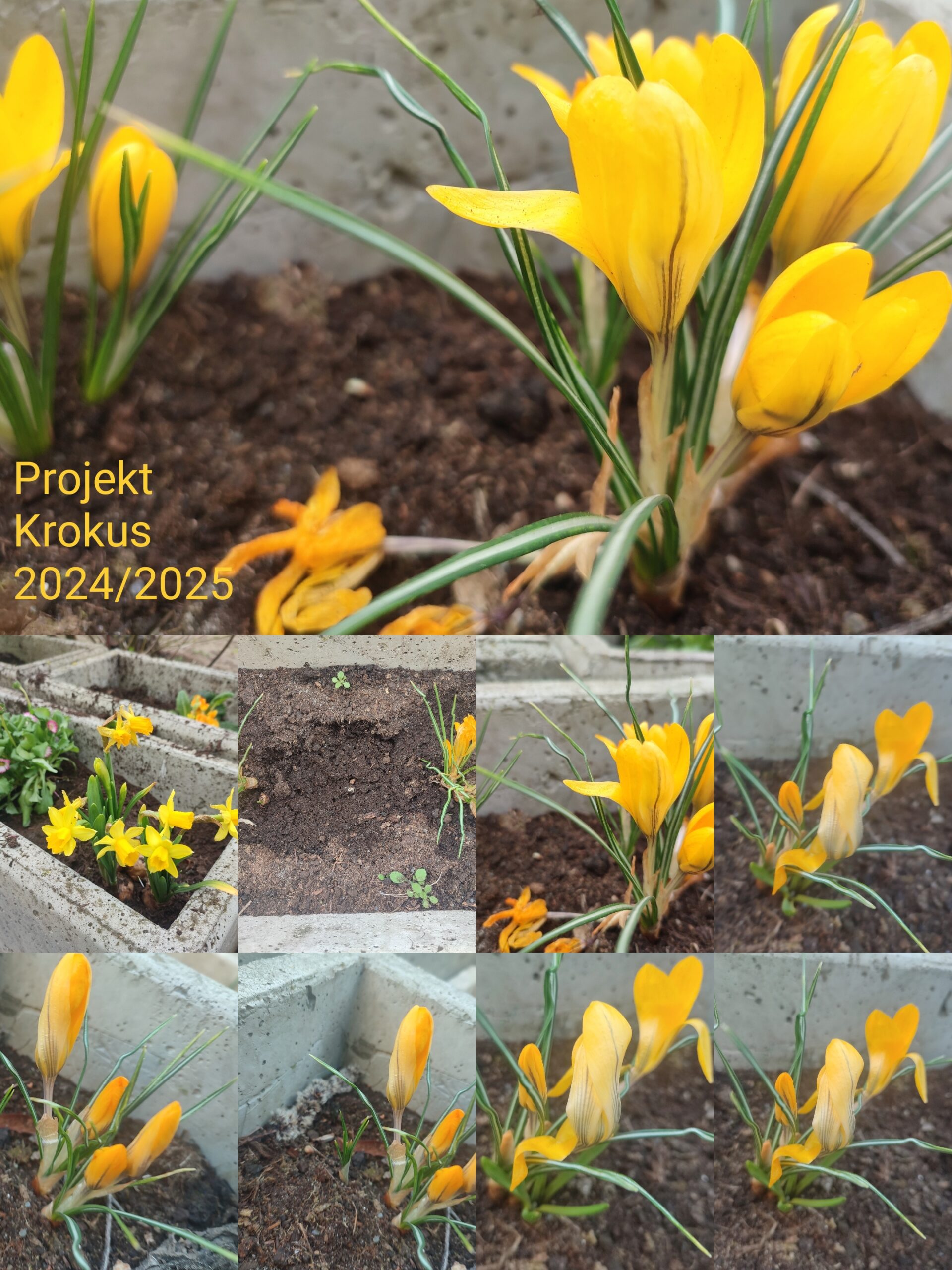 Projekt Krokus