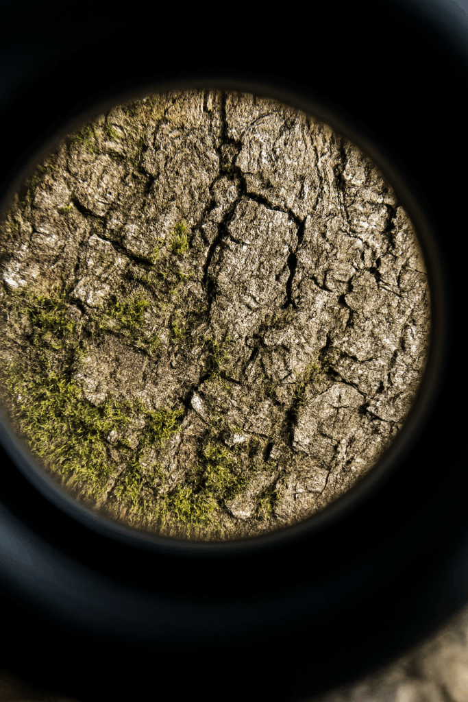 Zielone Laboratorium – szkoła w terenie!